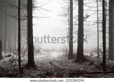 cold misty forest powdered with snow