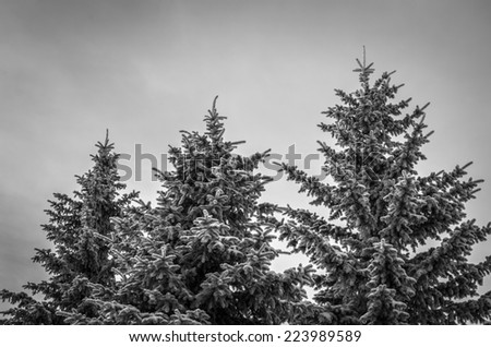 black and white picture of fir tops under snow