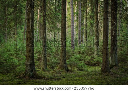 view inside of the forest on the trees