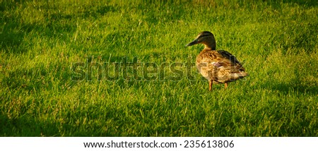 cute duck (she-duck) on the meadow