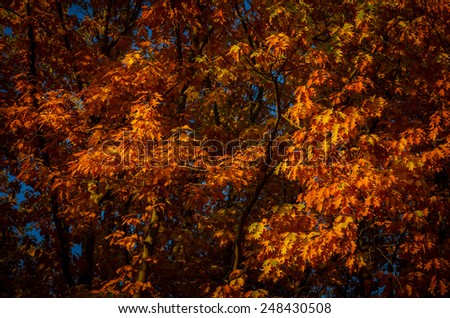 red color of the maple leaves