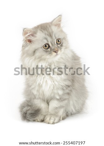sitting british longhair kitten isolated on white background