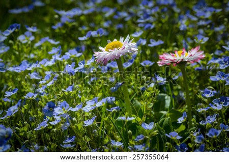 blue forget-me-not flowers with big daisies
