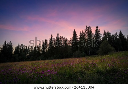 violet flowers and violet sky on sunset