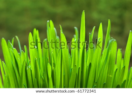 Young green sprouts of oat (Avena sativa)