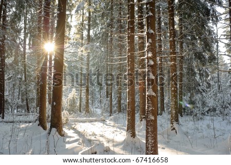 coniferous forest in winter lighted with sun