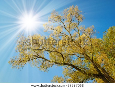 tall yellow tree under sun, view from below