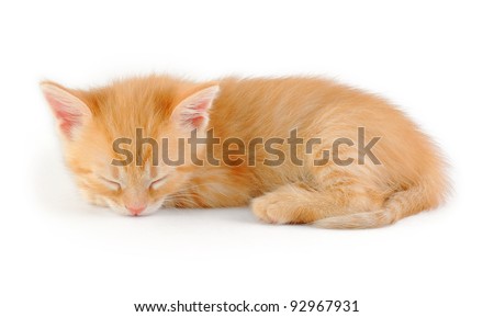 Kitten Asleep