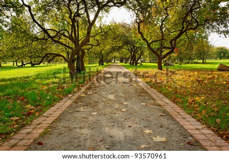 lane of neglected garden cover with fall leaves