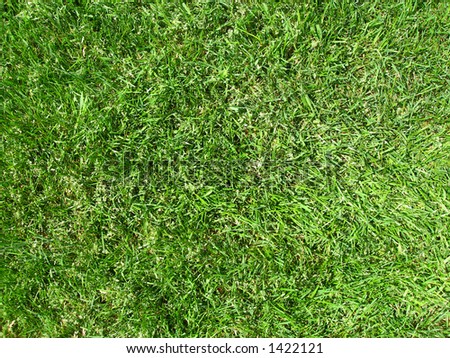 Green grass close-up, perfect for football, soccer or rudby banner