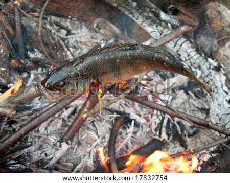 Fish cooked on wood stick over camping fire