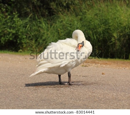 Beautiful swan standing on street in countryside of Eastern Europe