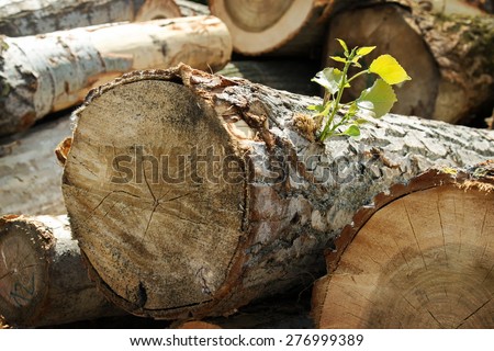 Detail with green leaf on pile of logs sorted in sawmill yard ready as resource
