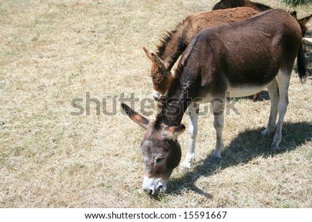 donkey party on the dry summer grass in the middle of lunch