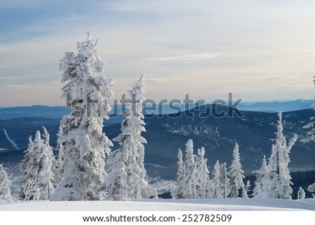 Traditional landscape of northern areas in winter. Spruce covered with snow, sky, mountains and snow.