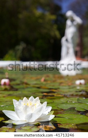 Flower with white petals in water with green leaves (Waterlily) and statue is not the focus