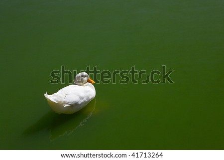 White duck with yellow beak, swims in a pond green.
