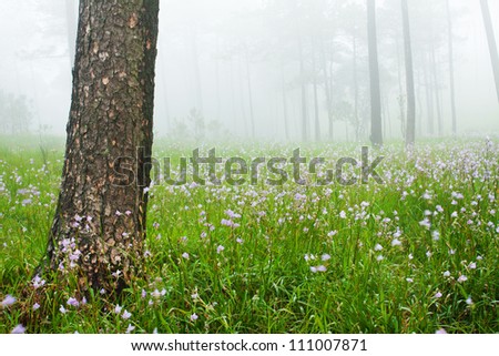 Pine with field of flower in the morning, Thailand National Park