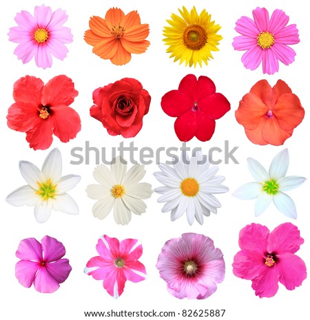 Flowers isolated on white stock photo
