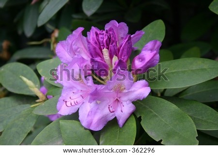 Mountain Laurel single bloom