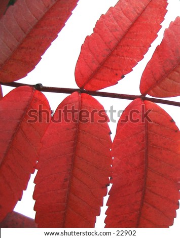 red fall leaves on white background