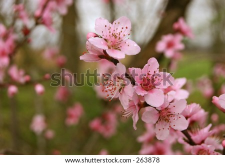 stock photo : Pink Redbud Tree Blooms EASTERN REDBUD Cercis canadensis, 