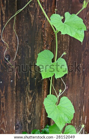 leaves of a squash plant hang from a cedar wall