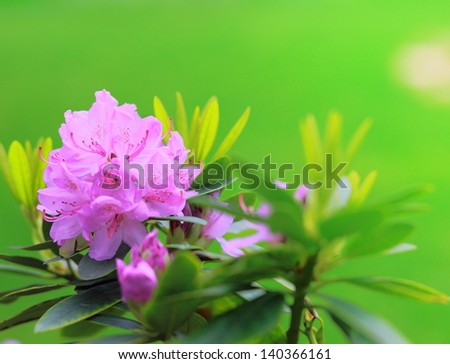 Beautiful bright flowers green background