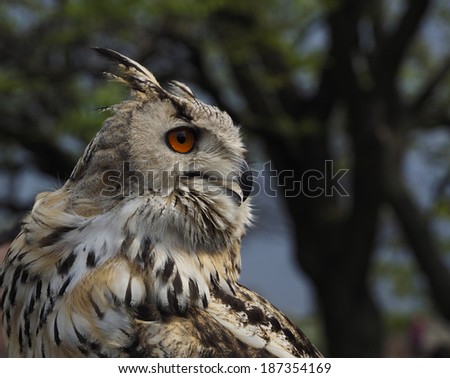 Owl, night bird