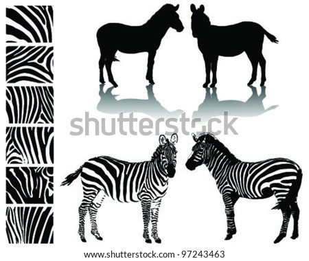 zebra shadow