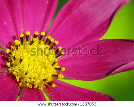 purplish red flower, purple and yellow