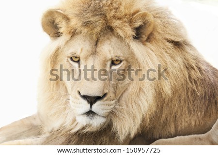 Laying beautiful male lion with rich golden mane, isolated on white background.