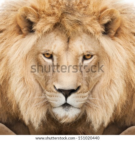 Portrait Of A Majestic Lion Crowned With Mane.