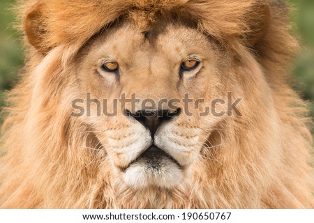 Portrait of a majestic lion crowned with mane.