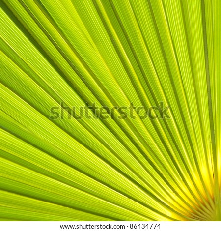 Abstract natural pattern created by palm leaf.