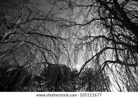 Eerie black and white trees silhouetted against sky
