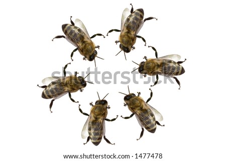 Group Of Bees