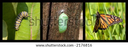 a monarch caterpillar, cocoon, butterfly framed by black