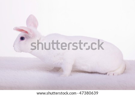 a side view of a white bunny on a white background