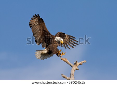 Bald Eagle Landing on Dead Tree