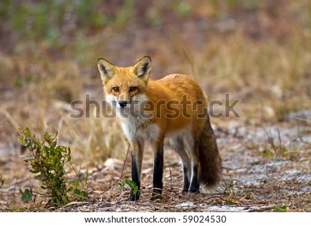 Florida Red Fox