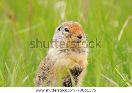 Ground Squirrel - Canadian Rocky Mountains