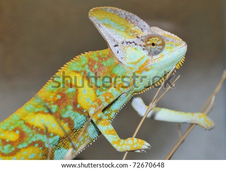 female yemen chameleon. stock photo : Yemen Chameleon