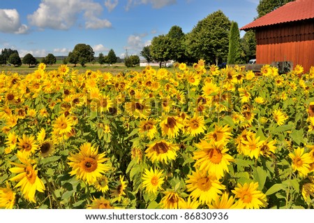 Sunflower Field with red hut