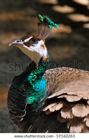 Indian Peahen