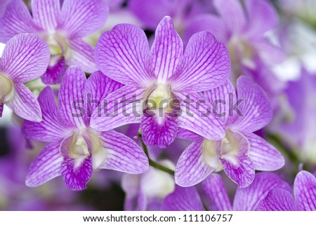 Orchid cut flower sales.