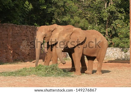 Elephant Family African Elephant.