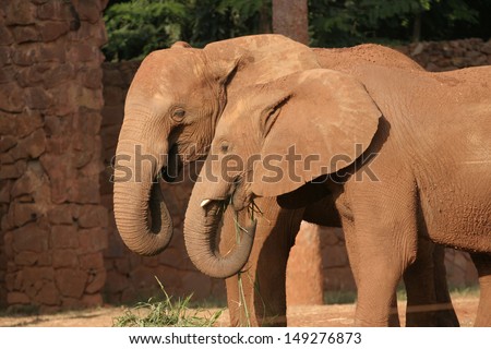 Elephant Family African Elephant.