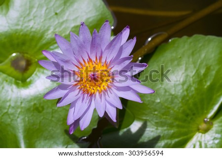 Blue Water Lily in the lake