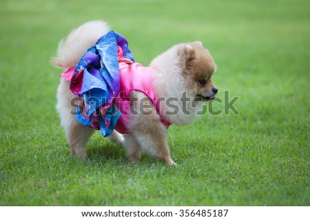 Pomeranian dog on the lawn it wear clothes for dog and clothes of pom has ping and blue color.